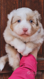 Australian shepherd cucciola pedigree