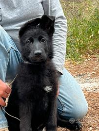 Cucciola pastore tedesco nero totale