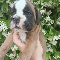 Boxer cuccioli