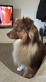 Pastore australiano Red Tricolor per monte