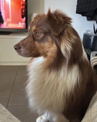 Pastore australiano Red Tricolor per monte