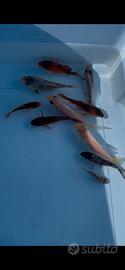 Carpa koi