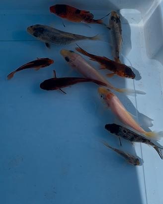 Carpa koi
