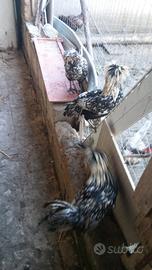 Gallo padovana ciuffata