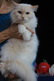 Cucciolone razza ragdoll con pedigree ANFI