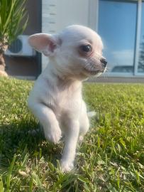 Chihuahua bianco maschio