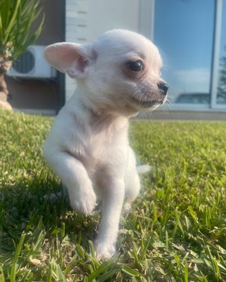 Chihuahua bianco maschio