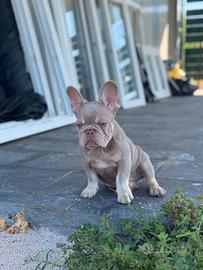 Maschietto bulldog francese isabella newshade tan