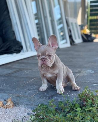 Maschietto bulldog francese isabella newshade tan
