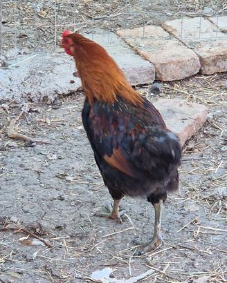 Galletti Araucana