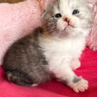 Cucciole Scottish Fold,GENOVA