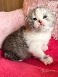 Cucciole Scottish Fold,GENOVA