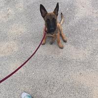 Malinois