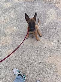 Malinois
