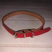 Collare rosso, cani piccola taglia