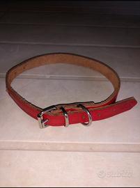 Collare rosso, cani piccola taglia