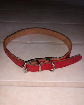 Collare rosso, cani piccola taglia