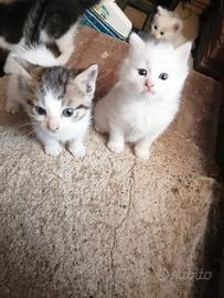 4 Gattini stupendi, 1 bianco misto pelo lungo