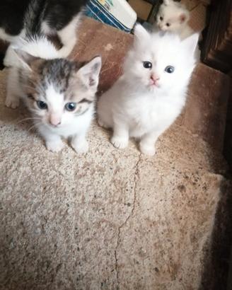 4 Gattini stupendi, 1 bianco misto pelo lungo