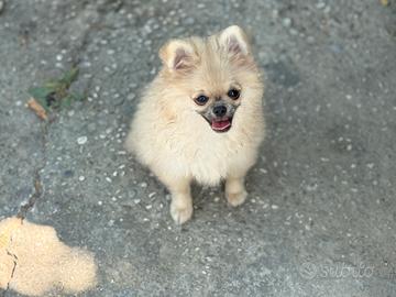 Volpino Spitz di pomerania nano