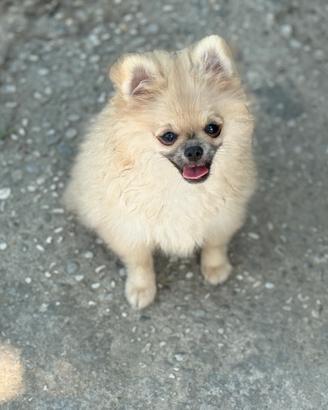 Volpino Spitz di pomerania nano