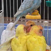 Pappagalli inseparabili, cocorite e calopsite