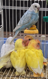 Pappagalli inseparabili, cocorite e calopsite