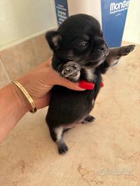 Chihuahua toy