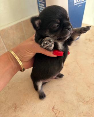 Chihuahua toy