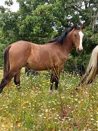 Cavallo paint x quarter
