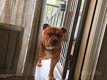 American bully standard monte