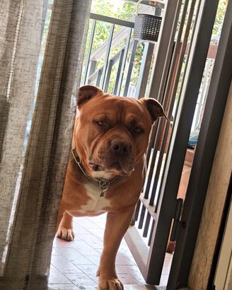 American bully standard monte