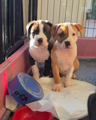 Amstaff