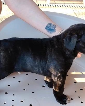 Cuccioli cane corso alta genealogia