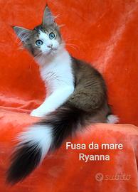 Cucciolo Maine coon occhi blu golden