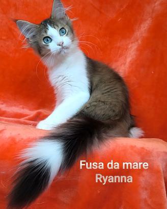 Cucciolo Maine coon occhi blu golden