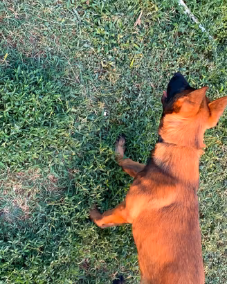 Pastore Belga Malinois