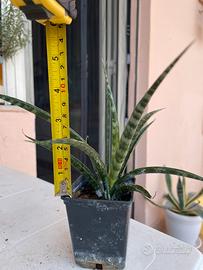 Pianta Sansevieria Fernwood Sanseveria