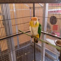 Caicco da produzione 4 anni femmina pronta