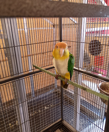 Caicco da produzione 4 anni femmina pronta