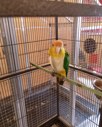 Caicco da produzione 4 anni femmina pronta