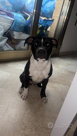 Amstaff cucciolo