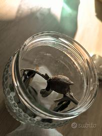 Hierodula Tenuidentata