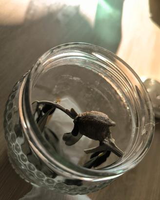 Hierodula Tenuidentata