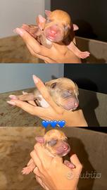 Cuccioli Pitbull