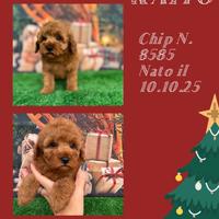 Barbone TOY/nano piccolo _ KAITO