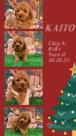 Barbone TOY/nano piccolo _ KAITO