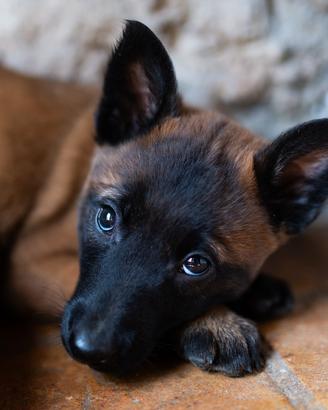 Cucciolata pastore belga malinois