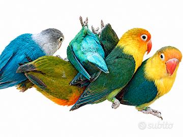 Inseparabili agapornis fisheri 