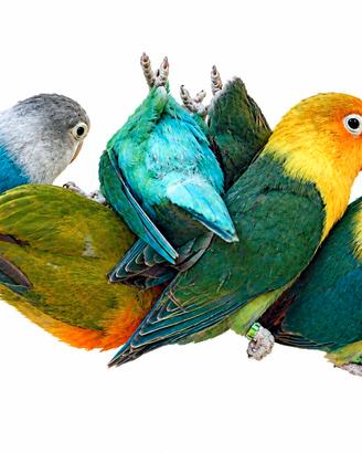 Inseparabili agapornis fisheri 